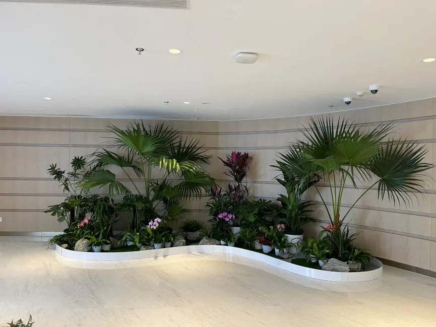 奉化盆景出租专业靠谱，绿植租赁新选择！